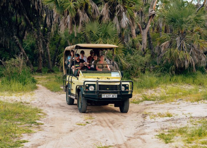 Safari