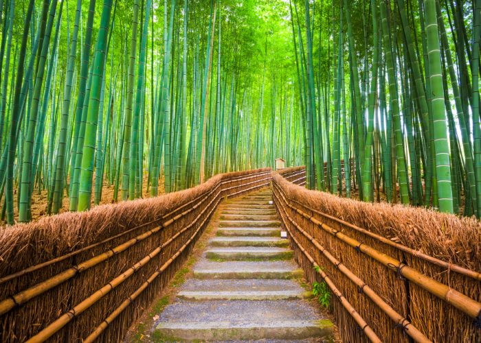 Kyoto’s Arashiyama Bamboo Grove, Japan