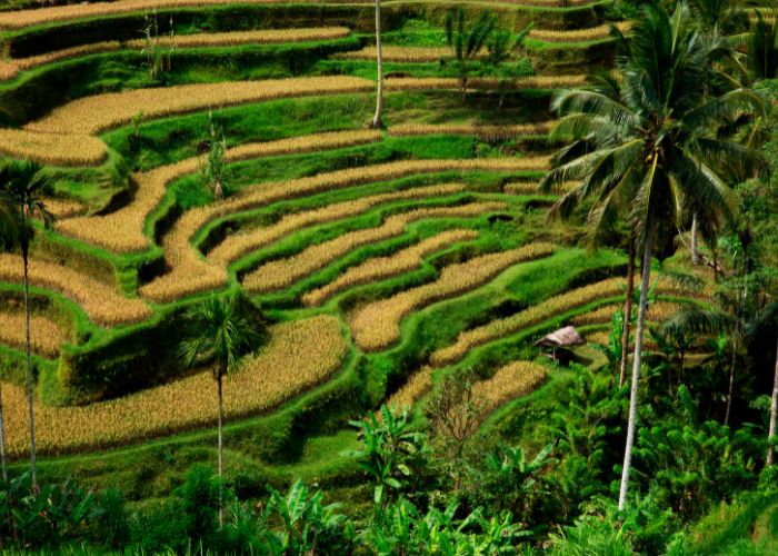 Ubud Rice Terraces, Bali