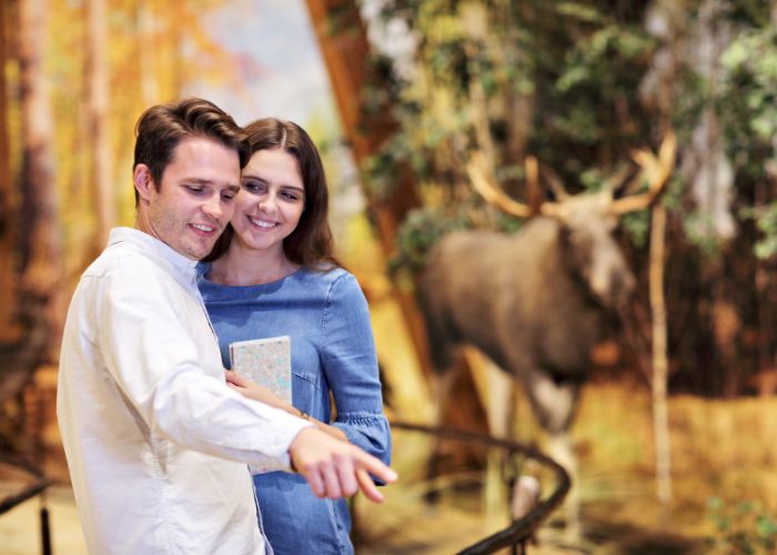 Couple Enjoying A Museum Date Beside A Wildlife Exhibit With A Deer Display.